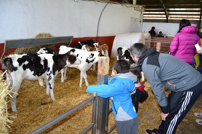 vacas del caserío iztueta