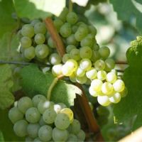 txakoli bengoetxe
